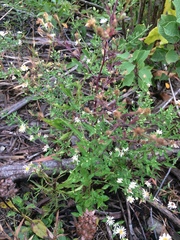 Symphyotrichum ontarionis glabratum