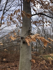 Fagus grandifolia