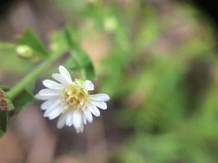 Symphyotrichum ontarionis glabratum