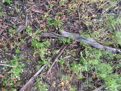 Symphyotrichum ontarionis glabratum