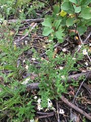Symphyotrichum ontarionis glabratum