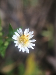 Symphyotrichum ontarionis glabratum