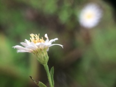 Symphyotrichum ontarionis glabratum