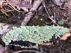 Punctelia rudecta