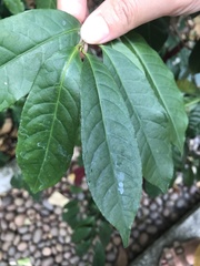 Excoecaria cochinchinensis