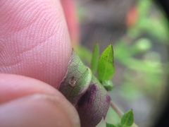 Symphyotrichum ontarionis glabratum