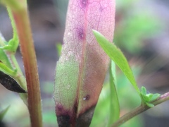 Symphyotrichum ontarionis glabratum