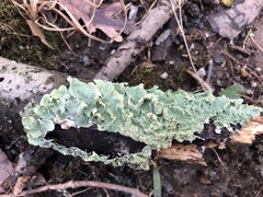 Punctelia rudecta