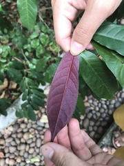 Excoecaria cochinchinensis