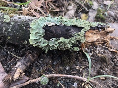 Punctelia rudecta