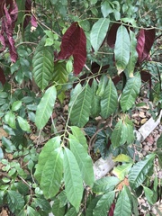 Excoecaria cochinchinensis