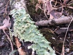 Punctelia rudecta