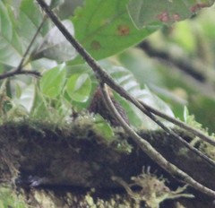 Premnoplex brunnescens