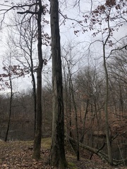 Carya ovata