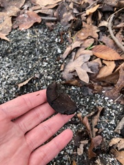 Carya ovata