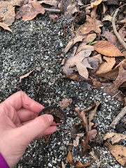 Carya ovata
