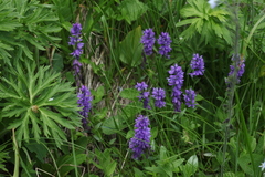 Polygala caucasica