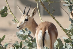 Gazella marica