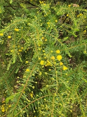 Acacia conferta