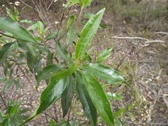 Olearia fulgens