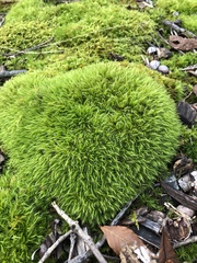 Dicranum scoparium