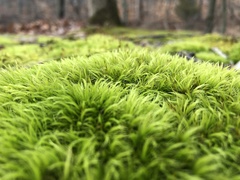 Dicranum scoparium