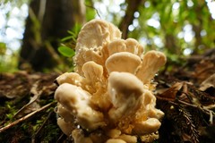 Bondarzewia kirkii