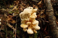 Bondarzewia kirkii