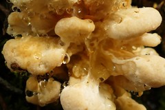 Bondarzewia kirkii