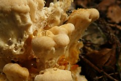 Bondarzewia kirkii