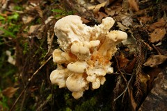 Bondarzewia kirkii