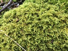 Callicladium imponens