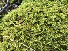 Callicladium imponens
