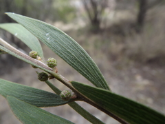 Acacia venulosa