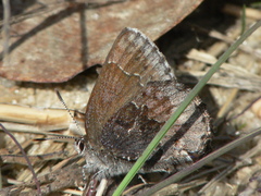 Callophrys polios