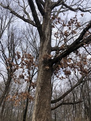 Quercus alba