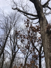 Quercus alba