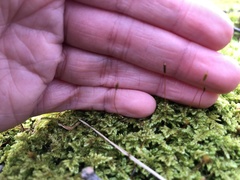 Callicladium imponens