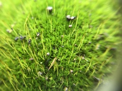 Tortula muralis