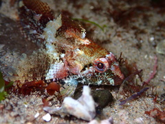 Oligocottus rubellio