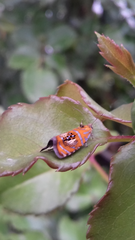 Olethreutes arcuella