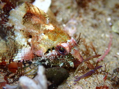 Oligocottus rubellio