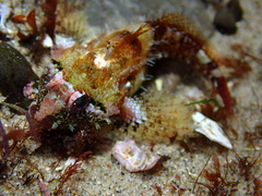 Oligocottus rubellio