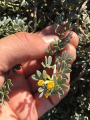 Acmispon dendroideus