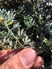 Acmispon dendroideus