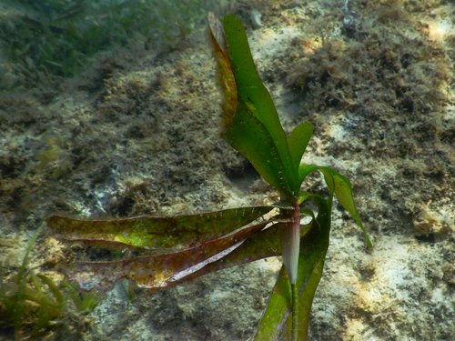 Image of Thalassodendron ciliatum by (c) Ewout Knoester, some rights reserved (CC BY-SA)