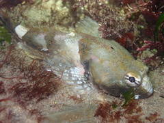 Artedius notospilotus