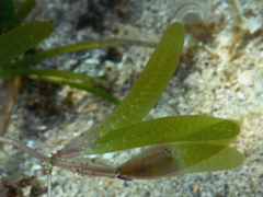 Halophila stipulacea image