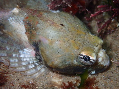 Artedius notospilotus