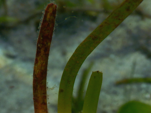 Image of Halodule uninervis by (c) Ewout Knoester, some rights reserved (CC BY-SA)